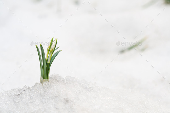 Snowdrops and Snow