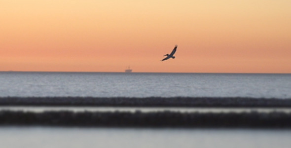 VideoHive Birds at Sunset 10134417 VideoHive Birds at Sunset 10134417