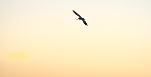 VideoHive Bird 10134495 VideoHive Bird 10134495