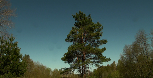 VideoHive Glade in the Forest 10134551 VideoHive Glade in the Forest 10134551