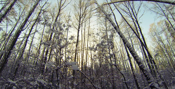VideoHive Winter Forest 10134645 VideoHive Winter Forest 10134645