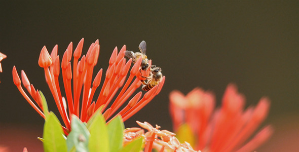 VideoHive Bee and Ixora 03 10137101 VideoHive Bee and Ixora 03 10137101