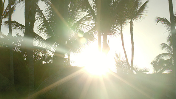 VideoHive Bright Evening Sun Shining Among The Palms 10143635 VideoHive Bright Evening Sun Shining Among The Palms 10143635