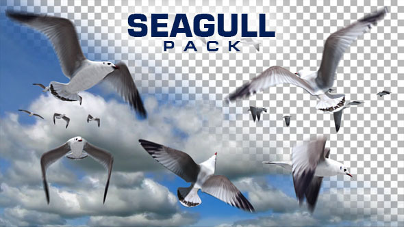 VideoHive Seagull Pack 10117253 VideoHive Seagull Pack 10117253