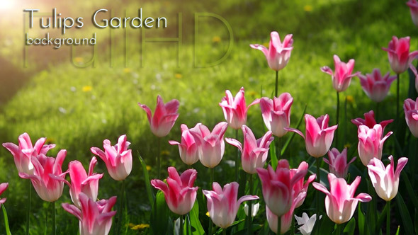 VideoHive Flowers in Spring Garden 10144672 VideoHive Flowers in Spring Garden 10144672