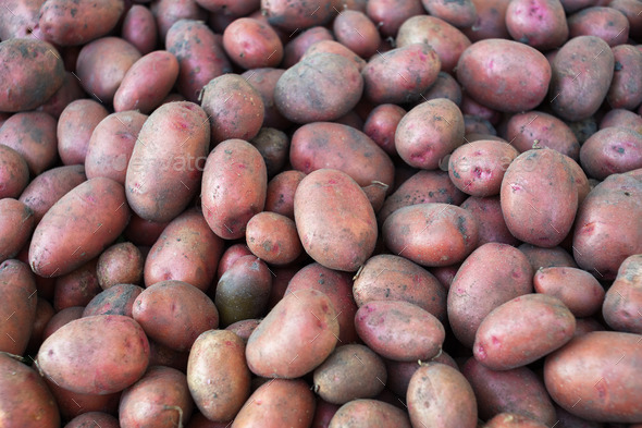A pile of potatoes just dug from the ground