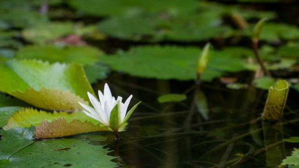 VideoHive Water Lily Blooming 10150146 VideoHive Water Lily Blooming 10150146