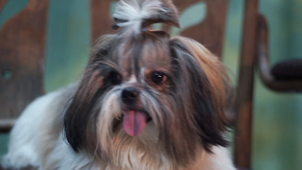 VideoHive Shih Tzu Dog 10150912 VideoHive Shih Tzu Dog 10150912
