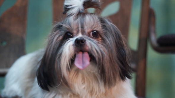VideoHive Shih Tzu Dog 1 10150919 VideoHive Shih Tzu Dog 1 10150919