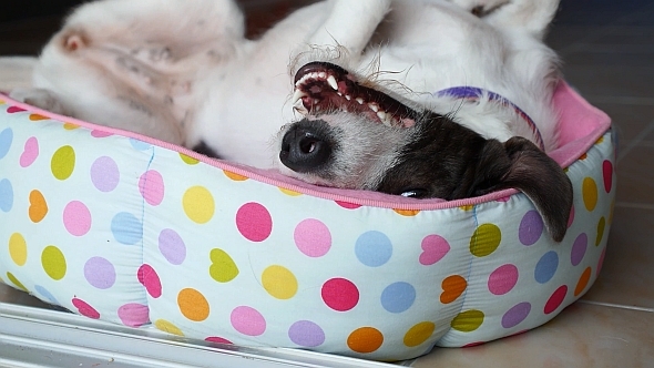 VideoHive Funny Cute Dog Relaxing in Bed 10152516 VideoHive Funny Cute Dog Relaxing in Bed 10152516