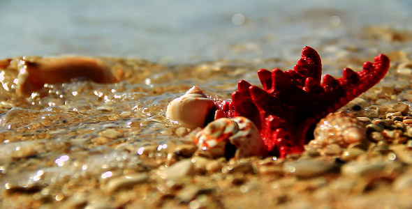 VideoHive Still Life on the Beach 10153591 VideoHive Still Life on the Beach 10153591