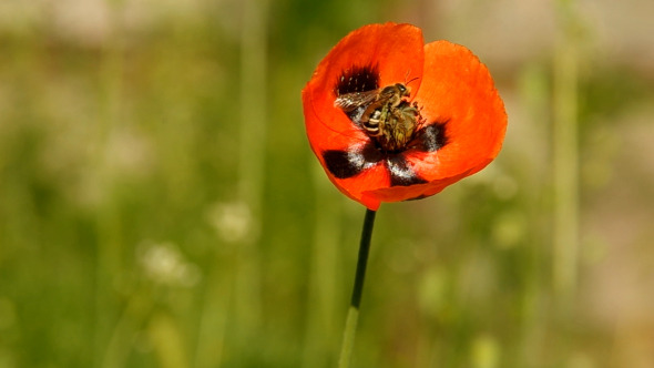 VideoHive Bee on Poppy 03 10099145 VideoHive Bee on Poppy 03 10099145
