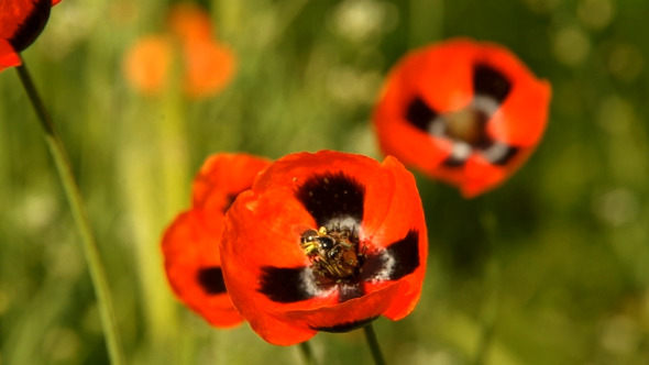 VideoHive Bee on Poppy 04 10099202 VideoHive Bee on Poppy 04 10099202