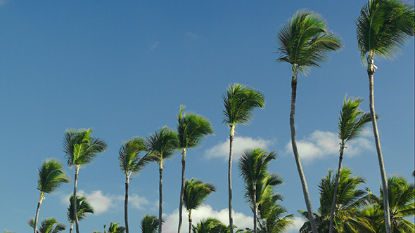 VideoHive Nature Scene Of High Palms Against Blue Sky 10156814 VideoHive Nature Scene Of High Palms Against Blue Sky 10156814