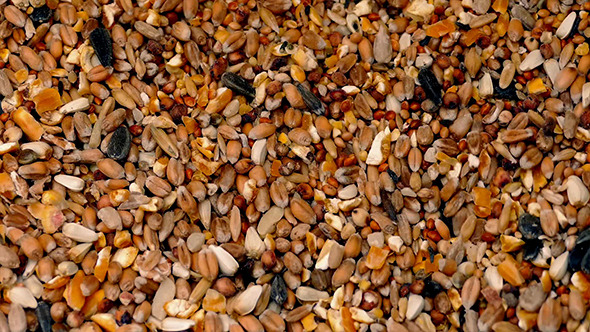VideoHive Grain And Seeds Pile Shifting 10157311 VideoHive Grain And Seeds Pile Shifting 10157311