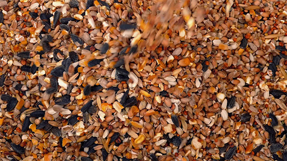 VideoHive Pouring Grain And Seeds 10157317 VideoHive Pouring Grain And Seeds 10157317