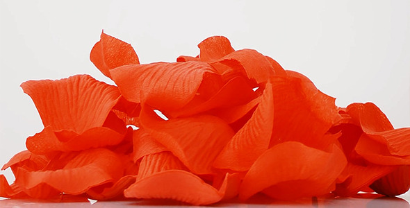 VideoHive Rose Petals 10160429 VideoHive Rose Petals 10160429