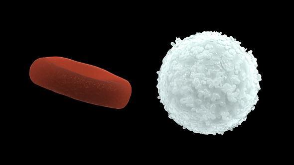3DOcean Red and White Blood Cells High and Low Poly 10166288 3DOcean Red and White Blood Cells High and Low Poly 10166288