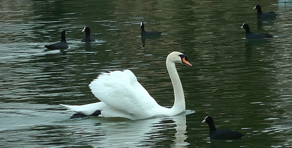 Swan Floating on the Lake 2 Swan Floating on the Lake 2