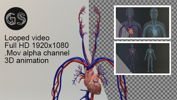 Circulatory System Circulatory System