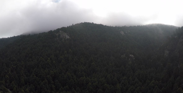 Dark Forest Dark Forest