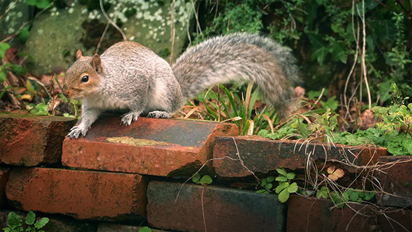 Squirrel Jumps Over Garden Wall Squirrel Jumps Over Garden Wall