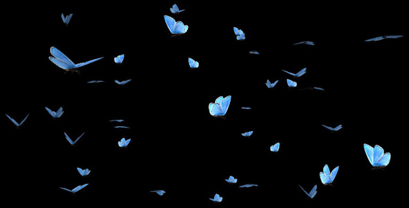 Butterfly Swarm Blue Adonis Pack of 2 Butterfly Swarm Blue Adonis Pack of 2