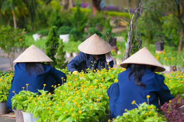 three Vietnamese women work in garden