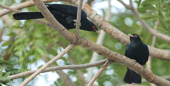 Asian Koel Eudynamys scolopaceus 01 Asian Koel Eudynamys scolopaceus 01