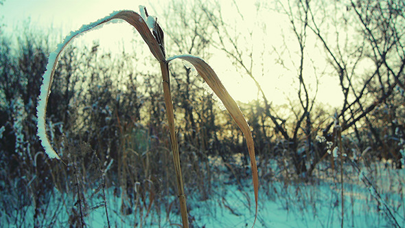 Winter Grass 3 Winter Grass 3