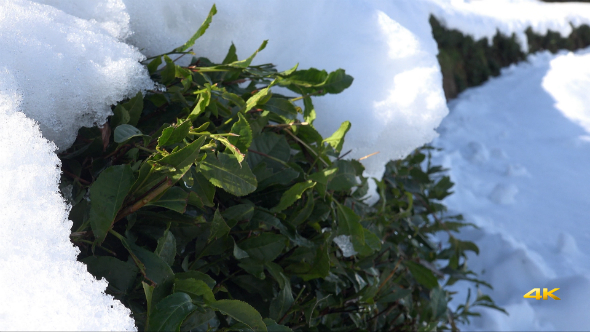 Snow on Green Tea Plantations 1 Snow on Green Tea Plantations 1