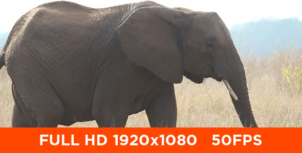 African Elephant Walking 02 African Elephant Walking 02