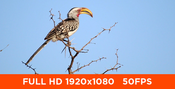 African Hornbill in Tree African Hornbill in Tree