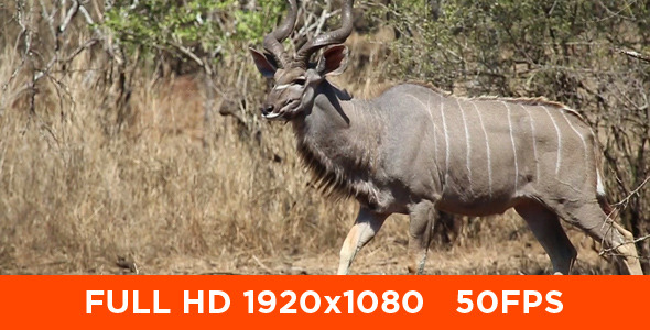 African Male Kudu African Male Kudu