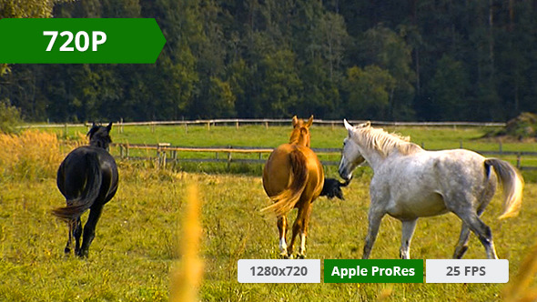 Horse in a Field 8 Horse in a Field 8