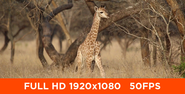 Giraffe Baby Giraffe Baby