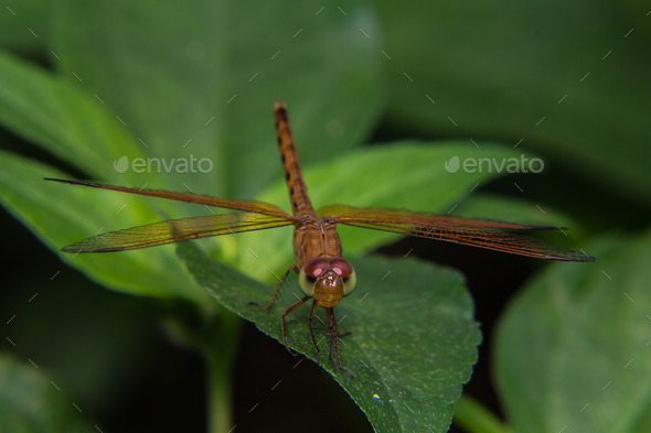 Macro of Dragonfly (Misc) Photo Download