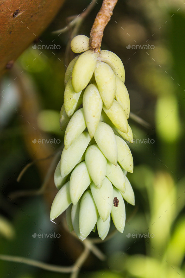 long pendant stems densely clustered (Misc) Photo Download