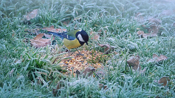 Little Bird Eating Seeds In Winter Little Bird Eating Seeds In Winter