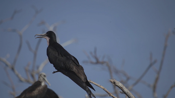 Lagoon Natural Park Bird Reserve Mexico 4 Lagoon Natural Park Bird Reserve Mexico 4