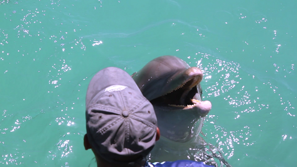 Dolphins Marine Park 1 Dolphins Marine Park 1