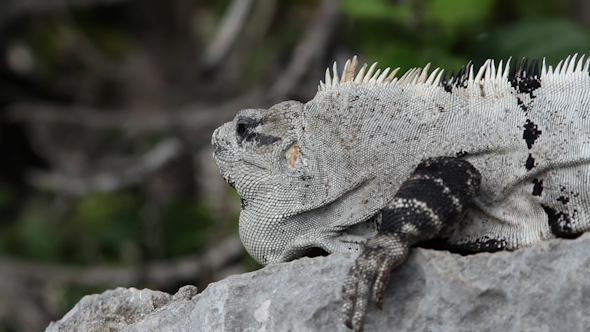 Iguana Mexico Wildlife 22 Iguana Mexico Wildlife 22