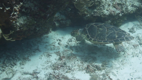 Turtle Cozumel Mexico 1 Turtle Cozumel Mexico 1