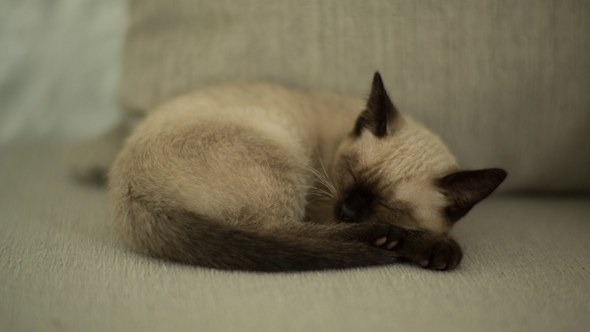 Siamese Cat Sleeping 1 Siamese Cat Sleeping 1