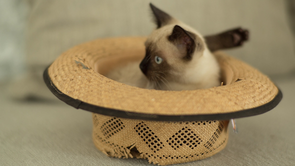 Siamese Cat Plays Inside A Hat 3 Siamese Cat Plays Inside A Hat 3