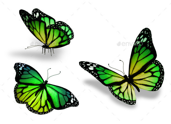Three green yellow butterfly, isolated on white background