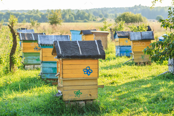 Summer apiary with several hives