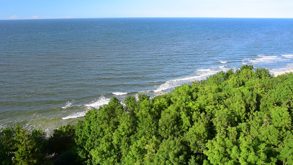 Tree & Sea Landscape Tree & Sea Landscape
