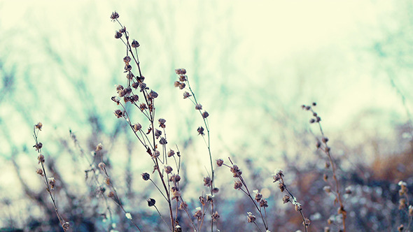 Winter Grass 8 Winter Grass 8