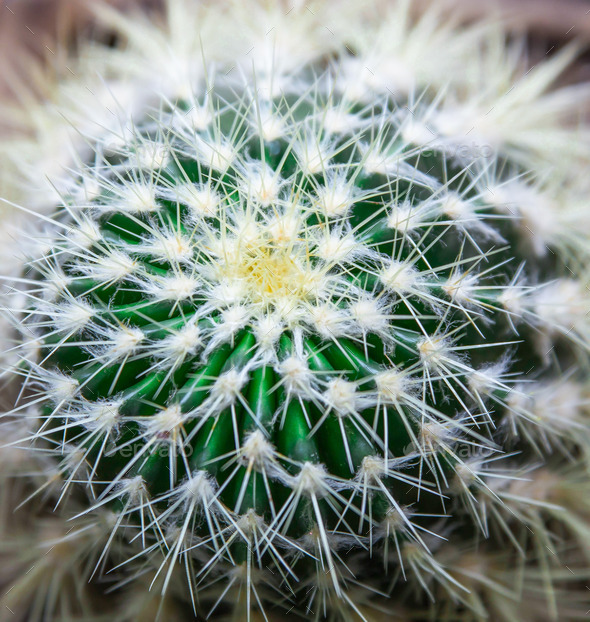 cactus with spines